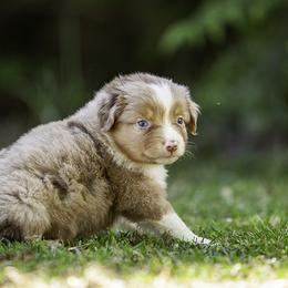 Bugatti - Red merle female Miniature American Shepherd puppy in Franklinville, North Carolina from Fine Hill Miniature Americans