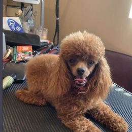 Peaches - Poodle