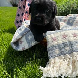 3rd pick female - Black female Labrador Retriever puppy in Suffolk County, New York from South Shore Labradors