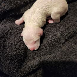 Dalmatian Puppies from America's Dalmatian Friends