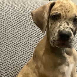 Boy 1 - Merle Great Dane puppy in Dundee, Michigan from Weslow AKC Danes