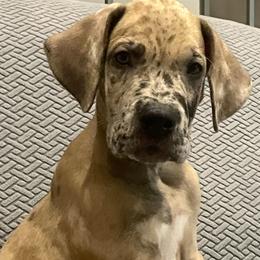 Boy 1 - Merle Great Dane puppy in Dundee, Michigan from Weslow AKC Danes