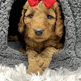 Goldendoodle and Labradoodle Puppies from Must Love Doodles