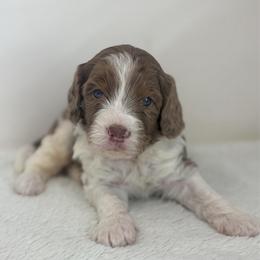 King - Chocolate merle male Bernedoodle puppy in Fleming, Colorado from Vandenbark Doodles