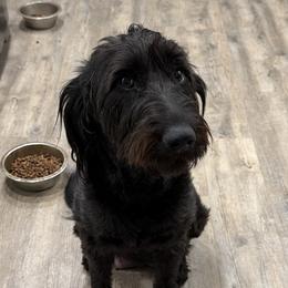 Labradoodles from LG Labradoodles