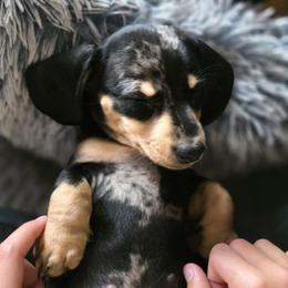 Luke AKC - Dapple male Dachshund puppy in Arizona from Tps Teeny Weins
