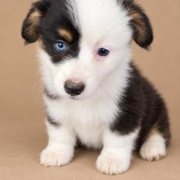 Marley - White and black female Pembroke Welsh Corgi puppy in Ramona, Oklahoma from Eden Farms Corgis