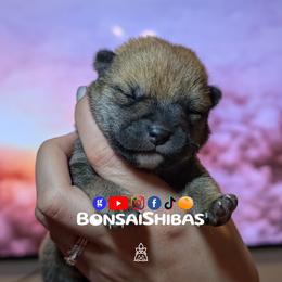 KISHO - Red male Shiba Inu puppy in Minnesota from BonsaiShibas