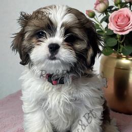 Tabitha - Black gold and white female Cavatzu puppy in Oklahoma from Rocky Oak Cavaliers & Biewer Terriers LLC