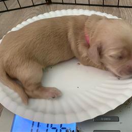 Lainey- pink - Cream female Dachshund puppy in Lake Mary, Florida from Lakeside Doxies
