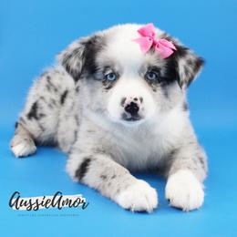 Bi Blue Merle 2 blue eyes - Blue merle female Miniature Australian Shepherd puppy in Pinehurst, Texas from Aussie Amor