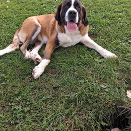 Red - Saint Bernard