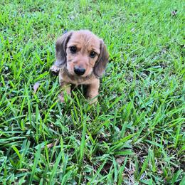 Jessie - Red female Dachshund puppy in Deville, Louisiana from Little Wire Wonders of Louisiana