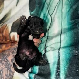 Clue - Black and white male Xoloitzcuintli puppy in Manitowoc, Wisconsin from Wonderland Kennel