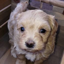 Yorkipoos from Rosie's Doodles