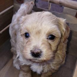 Yorkipoos from Rosie's Doodles
