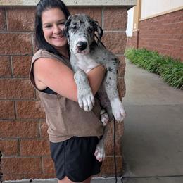 Racy - Mantle merle female Great Dane puppy in Brooksville, Florida from Follow My Lead Great Danes