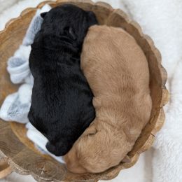Lakeland Terrier puppies from Anne's Pups