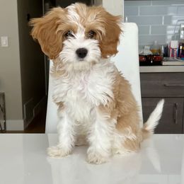 Cavapoo, Cockapoo, Goldendoodle, and Poodle Puppies from Lipscomb Doodles