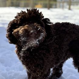 Shiloh - Goldendoodle