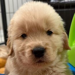 Golden Retrievers from Golden Grace Kennel