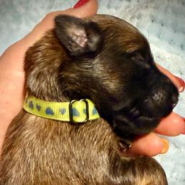 Light Green - Wheaten male Soft Coated Wheaten Terrier puppy in Gordonville, Texas from Serenity Valley Wheatens