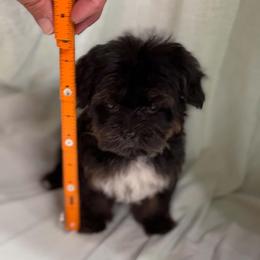 Mahlia - Black and tan female Yorkipoo puppy in Lebanon, Kentucky from Mosaic Merle Doodles