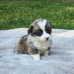 Yellow Collar Male - Red male Pembroke Welsh Corgi puppy in Tenino, Washington from LoneStar Corgis NW
