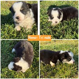 Nemo - Black and tan male Pembroke Welsh Corgi puppy in Aberdeen, Washington from Coastal country Farms