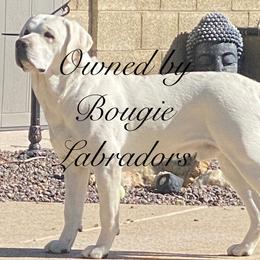 Labrador Retrievers from Bougue Labradors
