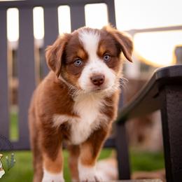 Cocoa - Red tri female Miniature Australian Shepherd puppy in Hearne, Texas from Wigglebutts Unlimited