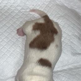 Mary Jane - Piebald female Dachshund puppy in Forest Hill, Texas from Ruff n’ Tumble