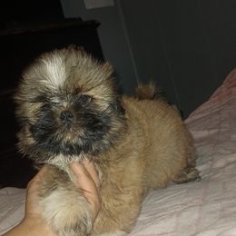 Boy 3 - Black gold and white Shih Tzu puppy in Birmingham, Alabama from K&D kennels
