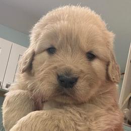 Taco - Golden male Golden Retriever puppy in Saint Pauls, North Carolina from Copperfield’s Goldens
