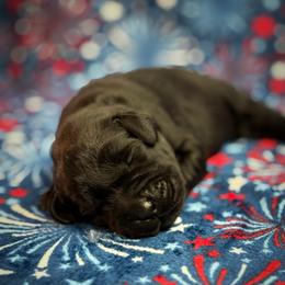 Penelope - Black female Labrador Retriever puppy in Isle, Minnesota from Dog Ear Outfitters
