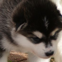 Madame Marie Curie "Maddy" - Alaskan Malamute puppy in Cokato, Minnesota from WinterStarz Alaskan Malamutes
