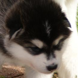Madame Marie Curie "Maddy" - Alaskan Malamute puppy in Cokato, Minnesota from WinterStarz Alaskan Malamutes