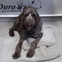 Raven - Aussiedoodle