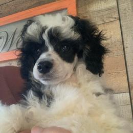 Marbles - Parti male Poodle puppy in Haddam, Kansas from Golden B Acres