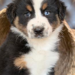 Jaylie-has tail-many videos - Black tri-color female Australian Shepherd puppy in Troy, South Carolina from Australian Shepherds of 3/W Farms