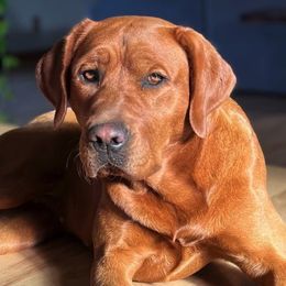 Sarah - Labrador Retriever