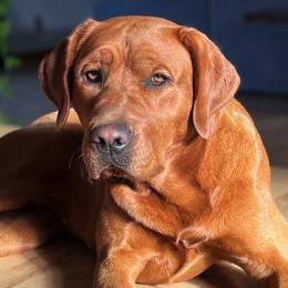 Sarah - Labrador Retriever