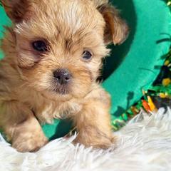 Chase - Red male Mi-Ki puppy in Toronto, Ohio from Shekinah’s Mi-Kis & Cricket Hill’s Westies