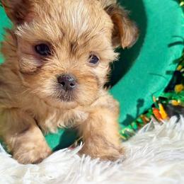Chase - Red male Mi-Ki puppy in Toronto, Ohio from Shekinah’s Mi-Kis & Cricket Hill’s Westies