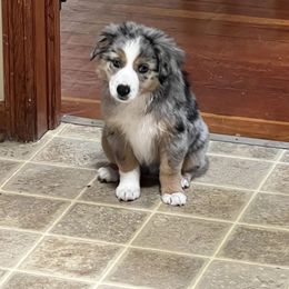 Miniature Australian Shepherd Puppies from Broken T Australian Shepherds