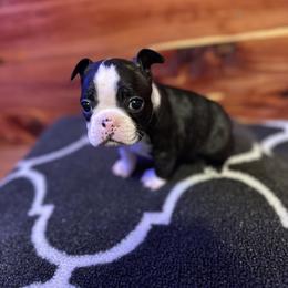 Boston Terrier Puppies from Goshorn Family Bostons and Frenchtons