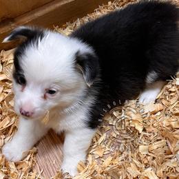 Jaguar - Black and white male American Corgi puppy in Hico, Texas from Chisholm Trail Kennels