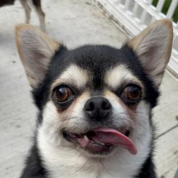 Magooti - Black and white female Chihuahua puppy in Tonawanda, New York from ChiWowTown Chihuahuas
