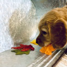 Double Doodle Puppies from North Texas Golden Mountain Doodles