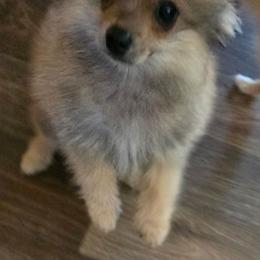 Dash - Cream sable male Pomeranian puppy in Pickton, Texas from Mandy's Precious Poms